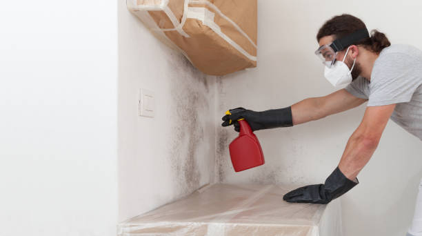 Professional Attic Mold Removal technician working in Lincroft, NJ